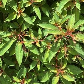 Photo of the plant species Scarlet Bush by @WellmadeKaraka0 named Sonora on Greg, the plant care app