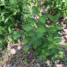 Photo of the plant species Blue Porterweed by @WellmadeKaraka0 named Xena on Greg, the plant care app