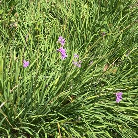 Photo of the plant species Society Garlic by @WellmadeKaraka0 named Figyonce on Greg, the plant care app