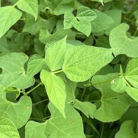 Photo of the plant species Common Bean by @SavantLlavea95 named Foxxy on Greg, the plant care app