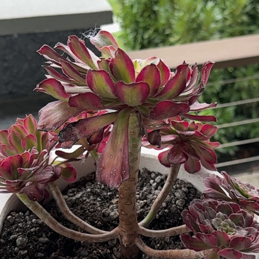 Photo of the plant species Aeonium 'Mardi Gras™' by @FitNapaea63 named Gomez on Greg, the plant care app