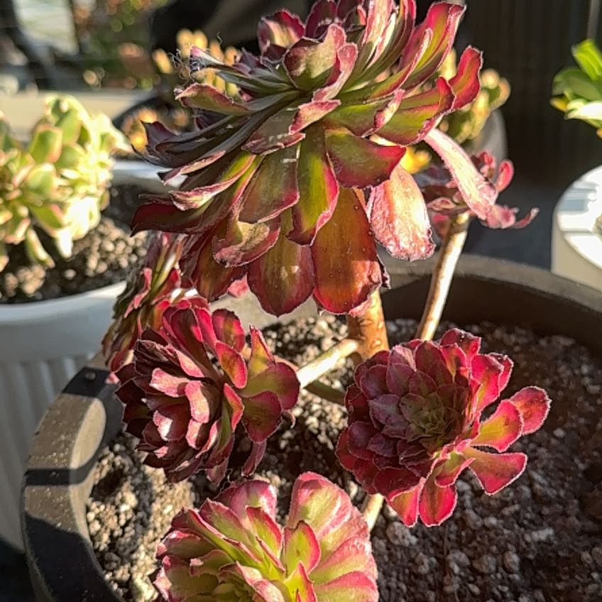 Photo of the plant species Aeonium Medusa by @FitNapaea63 named Kobe on Greg, the plant care app