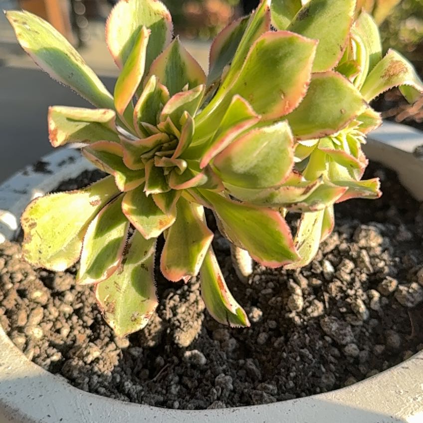 Photo of the plant species Aeonium 'Sunburst' by @FitNapaea63 named Willow on Greg, the plant care app