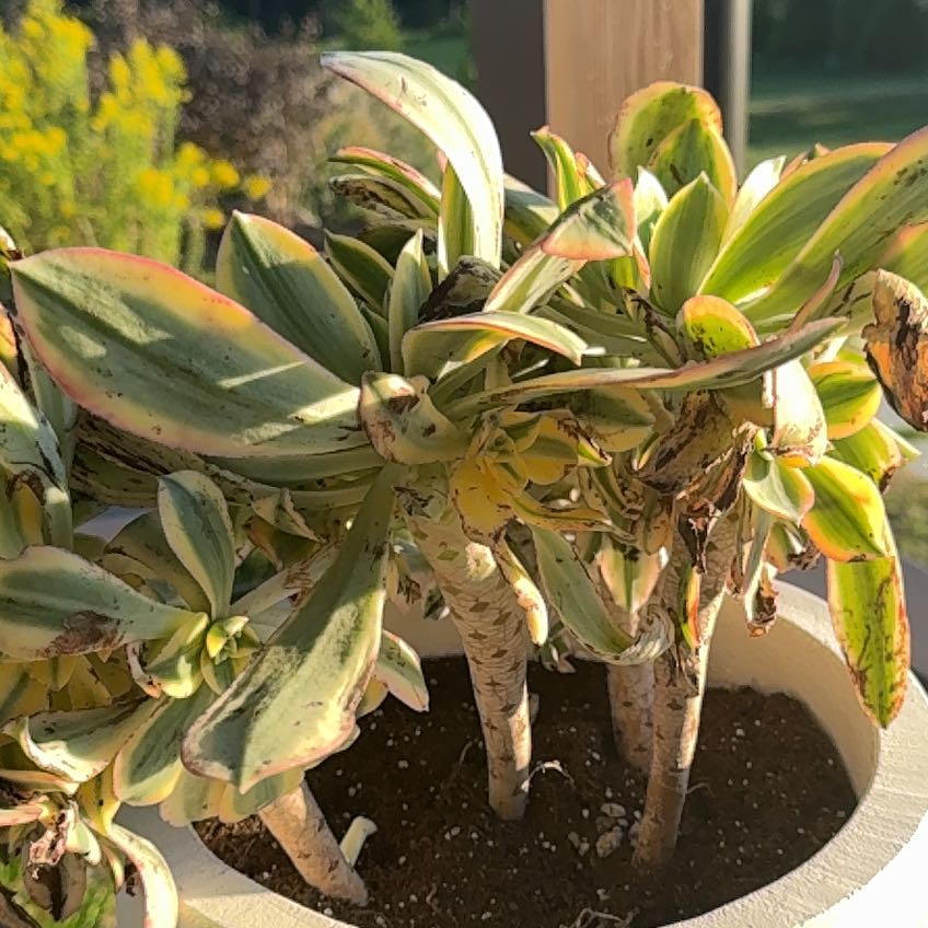 Photo of the plant species Aeonium 'Sunburst' by @FitNapaea63 named Fernie Mercury on Greg, the plant care app