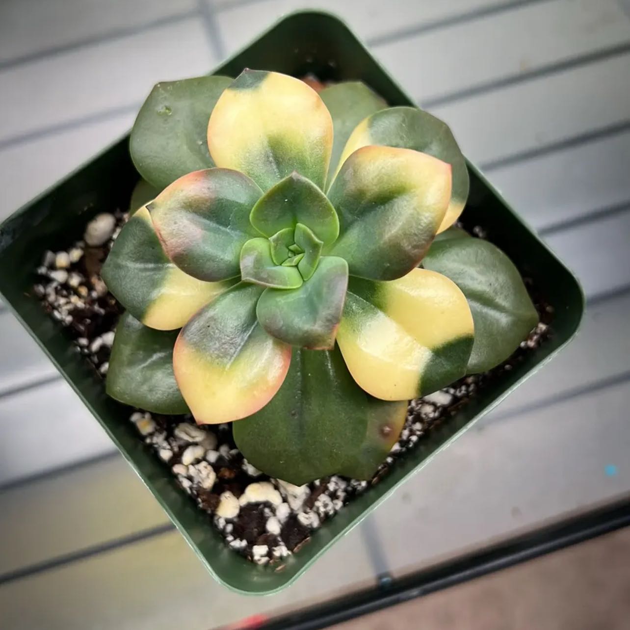 Photo of the plant species Echeveria 'Chroma' by @IdealBarley35 named Fernie Saunders on Greg, the plant care app