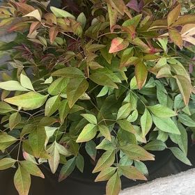 Photo of the plant species Nandina 'Obsession' by @ZarfAlmond73 named Achilles on Greg, the plant care app