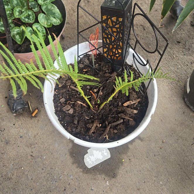 Photo of the plant species Matteuccia by @GentleFord32 named Sproutacus on Greg, the plant care app