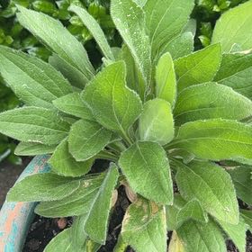 Photo of the plant species Yellow Daisy by @GemTozzia35 named Emerson on Greg, the plant care app