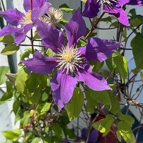 Photo of the plant species Purple Clematis by @GemTozzia35 named Surya on Greg, the plant care app
