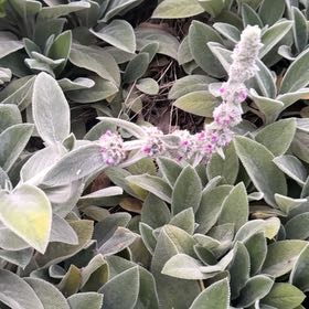 Photo of the plant species Stachys Byzantina by @GemTozzia35 named Athena on Greg, the plant care app