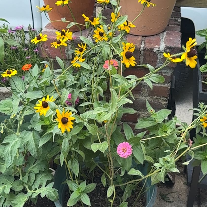 Photo of the plant species Blackeyed Susan by @Claws992 named Mollie on Greg, the plant care app