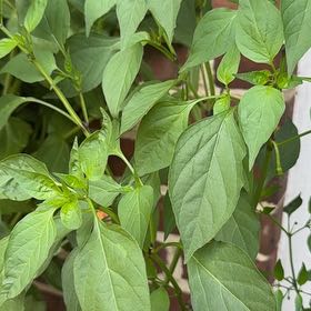 Photo of the plant species Cayenne Pepper by @Claws992 named Sonora on Greg, the plant care app
