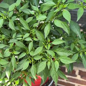 Photo of the plant species Thai Hot Pepper by @Claws992 named Captain Plant-it on Greg, the plant care app