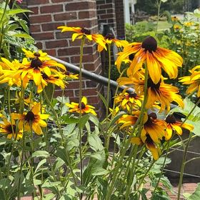 Photo of the plant species Blackeyed Susan by @Claws992 named Terra on Greg, the plant care app