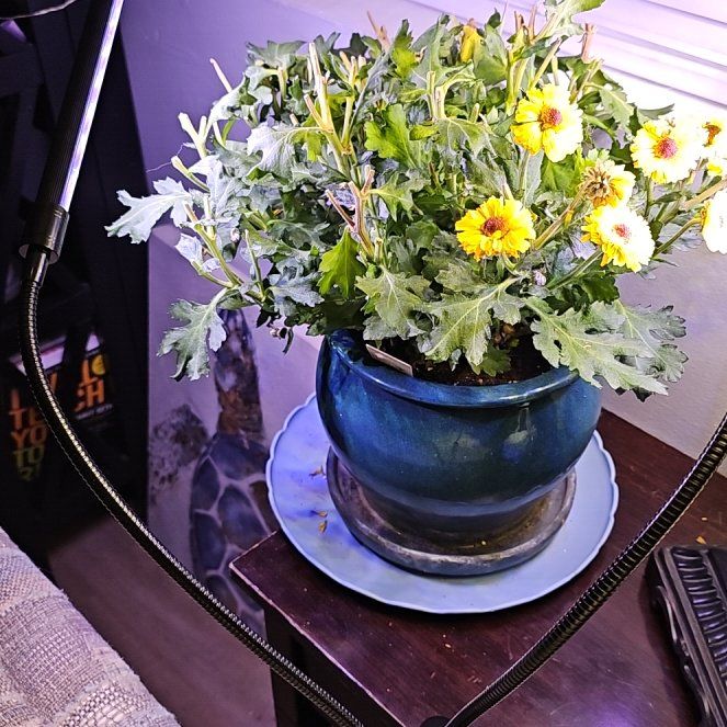 Photo of the plant species Chrysanthemum 'Amata' by @GratifyingKoa54 named Anne on Greg, the plant care app