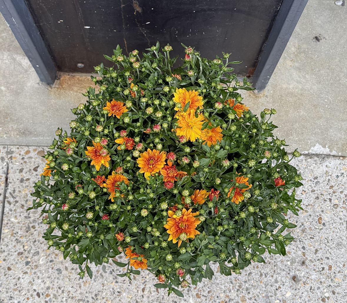 Photo of the plant species Chrysanthemum 'Amata' by @BusyAglaonema81 named Bigleef Smalls on Greg, the plant care app