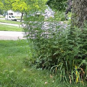 Photo of the plant species Chaste Tree by @MightyJade70 named Bigleef Smalls on Greg, the plant care app