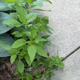 Photo of the plant species Careless Weed by @MightyJade70 named LiloStitch on Greg, the plant care app