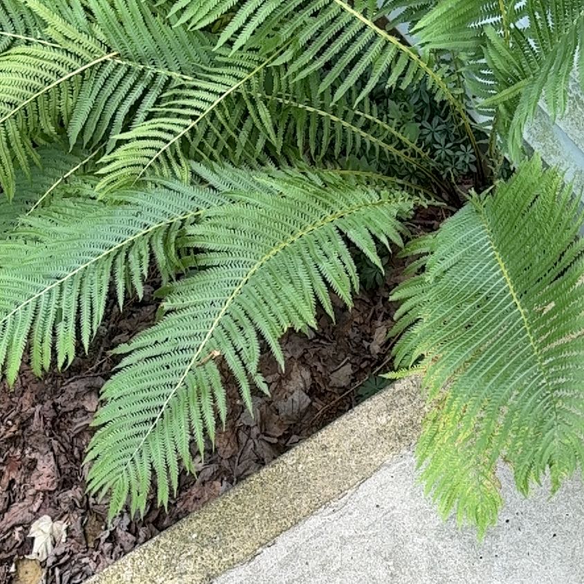 Photo of the plant species Matteuccia by @MightyJade70 named Tupot amaroot on Greg, the plant care app