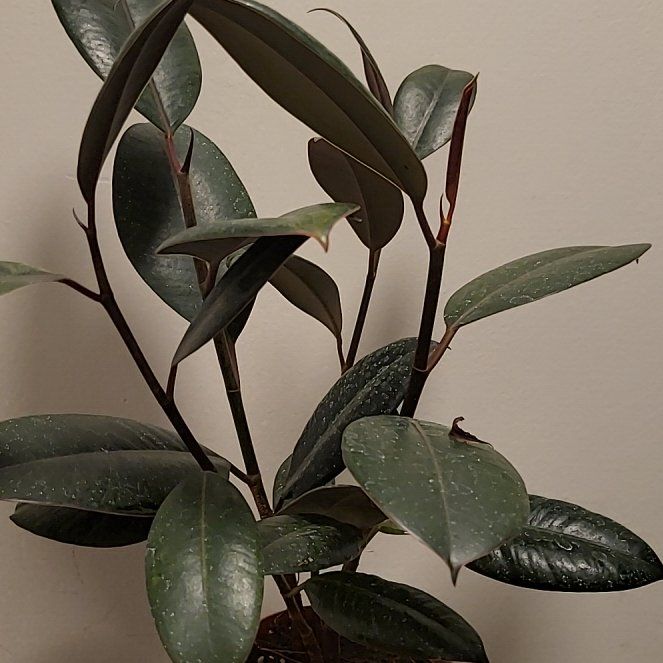 Photo of the plant species Ruby Rubber by @LeoGoddess named Ruby on Greg, the plant care app