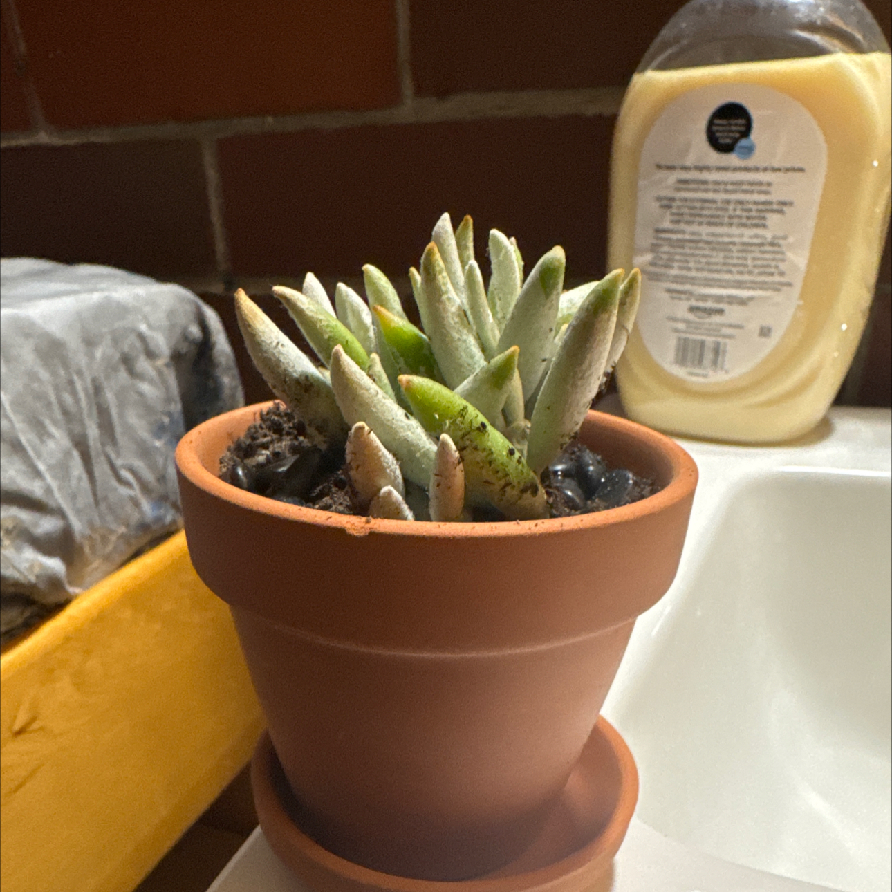 Photo of the plant species Senecio Mandraliscae by @ExecBlue61 named Demi on Greg, the plant care app