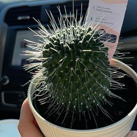 Photo of the plant species Mammillaria carnea by @Leihanaaa named Coco on Greg, the plant care app