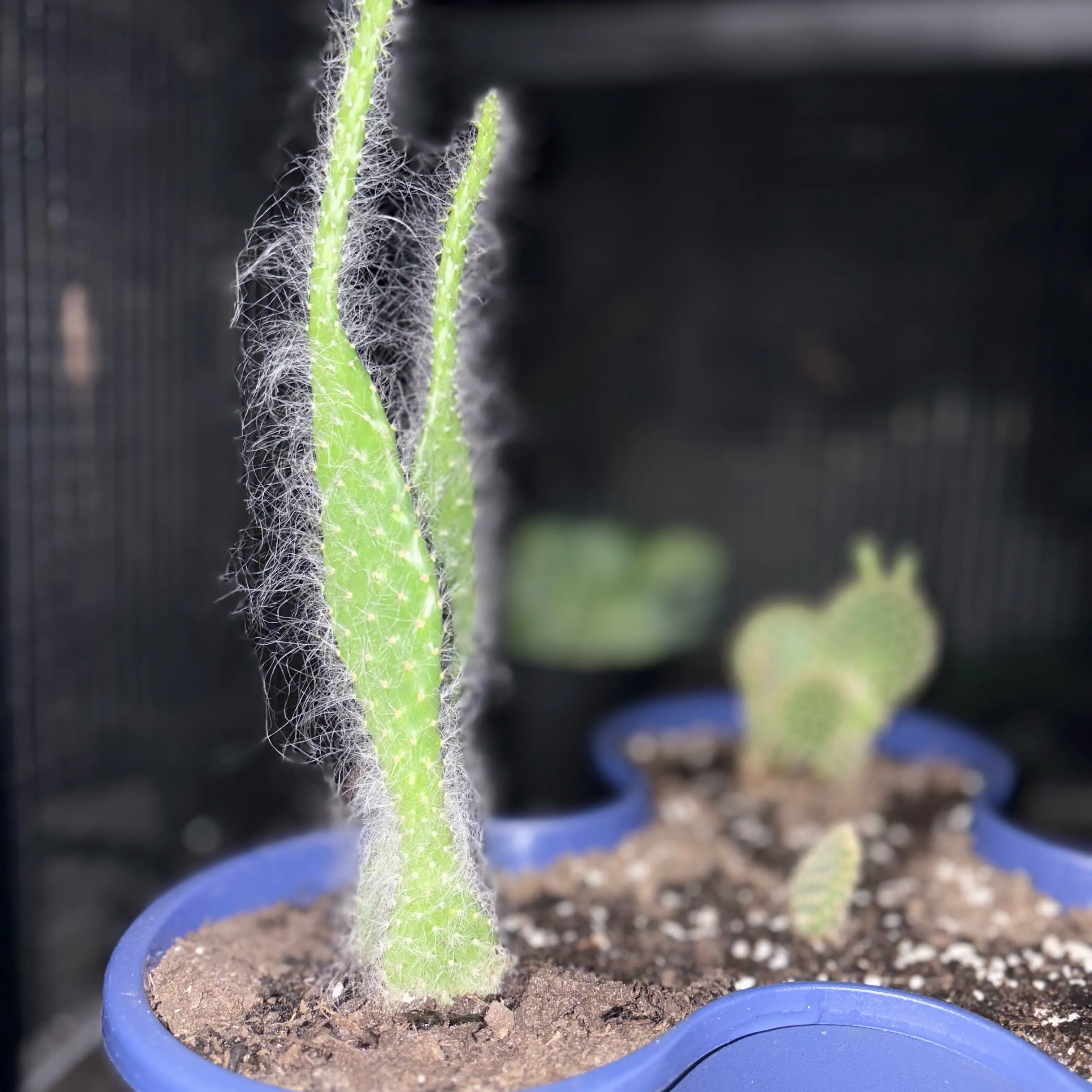 Photo of the plant species optunia cactus by @Leihanaaa named Walt on Greg, the plant care app