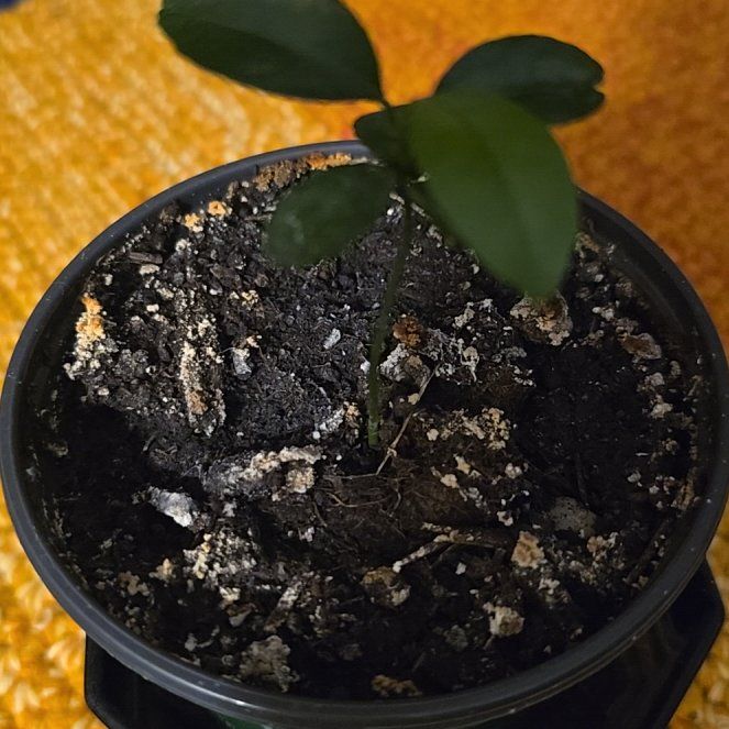Photo of the plant species Orange Tree by @SturdyOmnom38 named Emerson on Greg, the plant care app