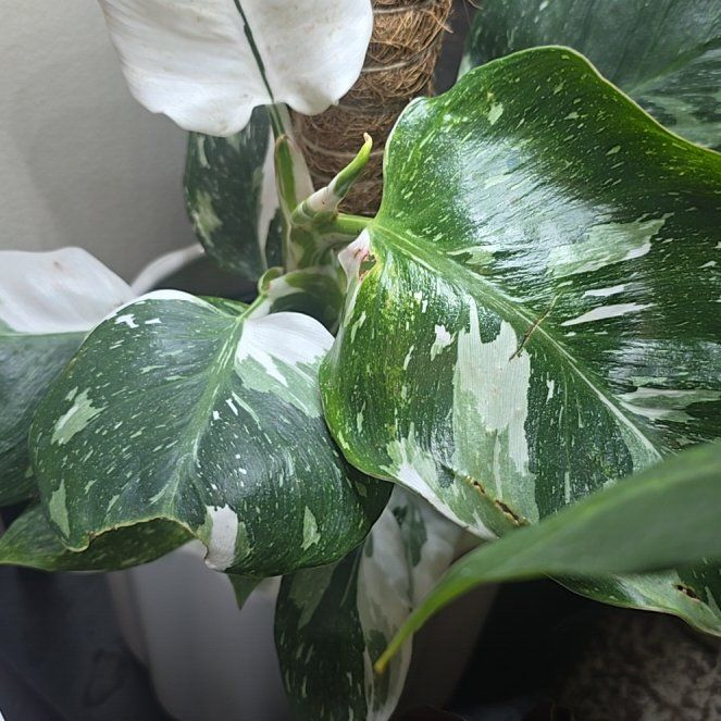 Photo of the plant species Philodendron White Wizard by @SturdyOmnom38 named Rainier on Greg, the plant care app