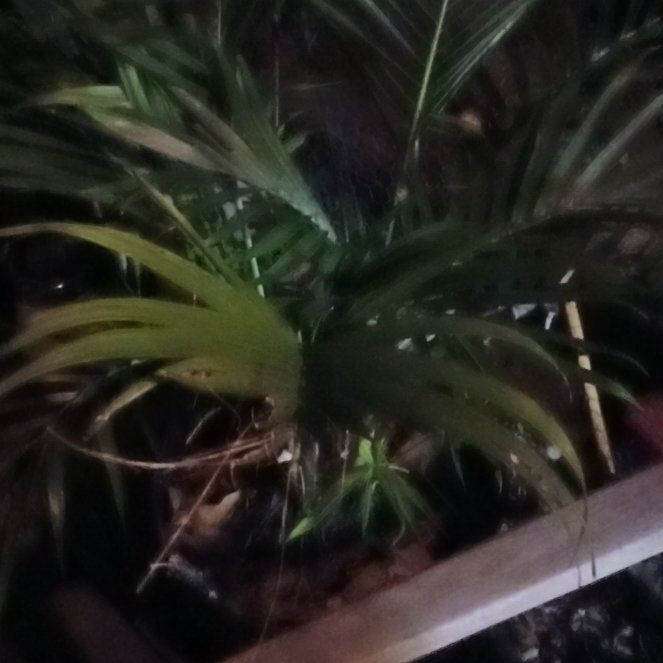 Photo of the plant species Nikau Palm by @LeadingBlackhaw named Walt on Greg, the plant care app