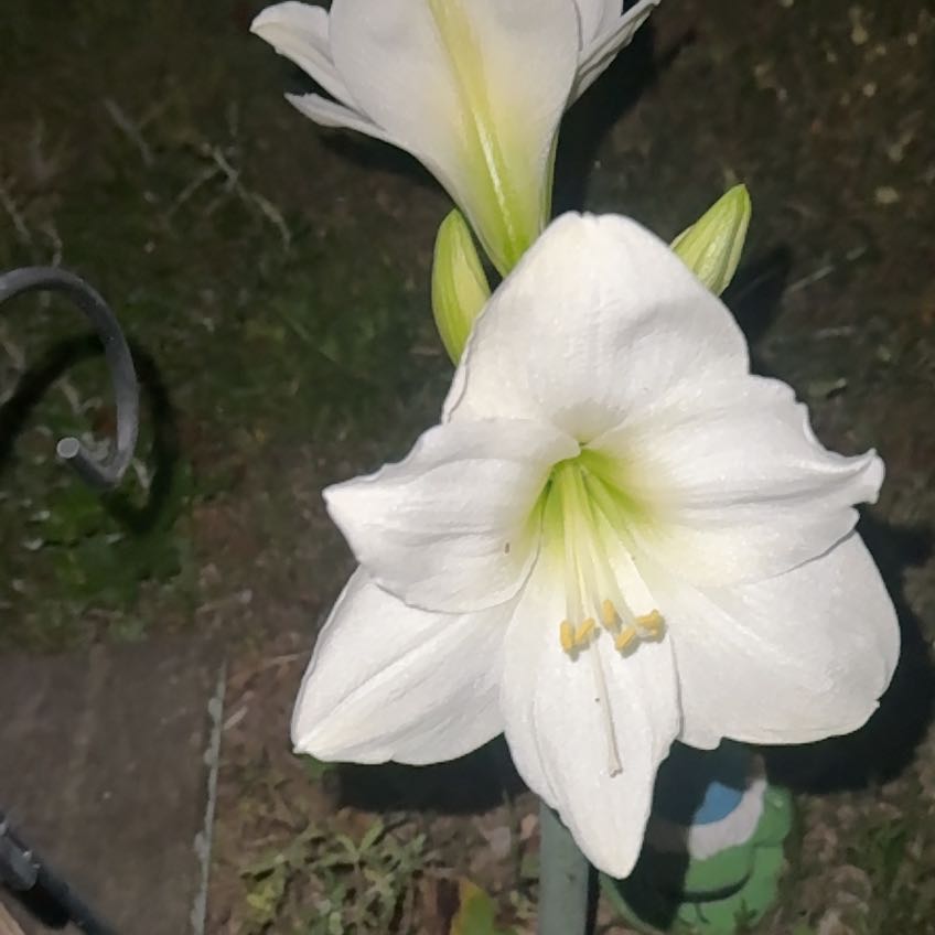 Photo of the plant species Madonna Lily by @PragmaticWinika named Orwell on Greg, the plant care app