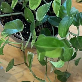 Photo of the plant species Variegated Peperomia Scandens by @GrayEyedAshez named Sherlock on Greg, the plant care app