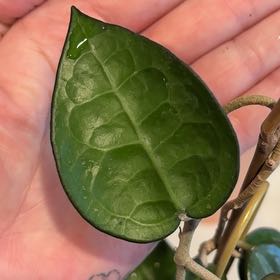 Photo of the plant species Hoya parasitica 'Black Margin' by @GrayEyedAshez named Lebron on Greg, the plant care app