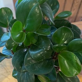 Photo of the plant species Peperomia clusiifolia 'Red Margin' by @GrayEyedAshez named Miley on Greg, the plant care app