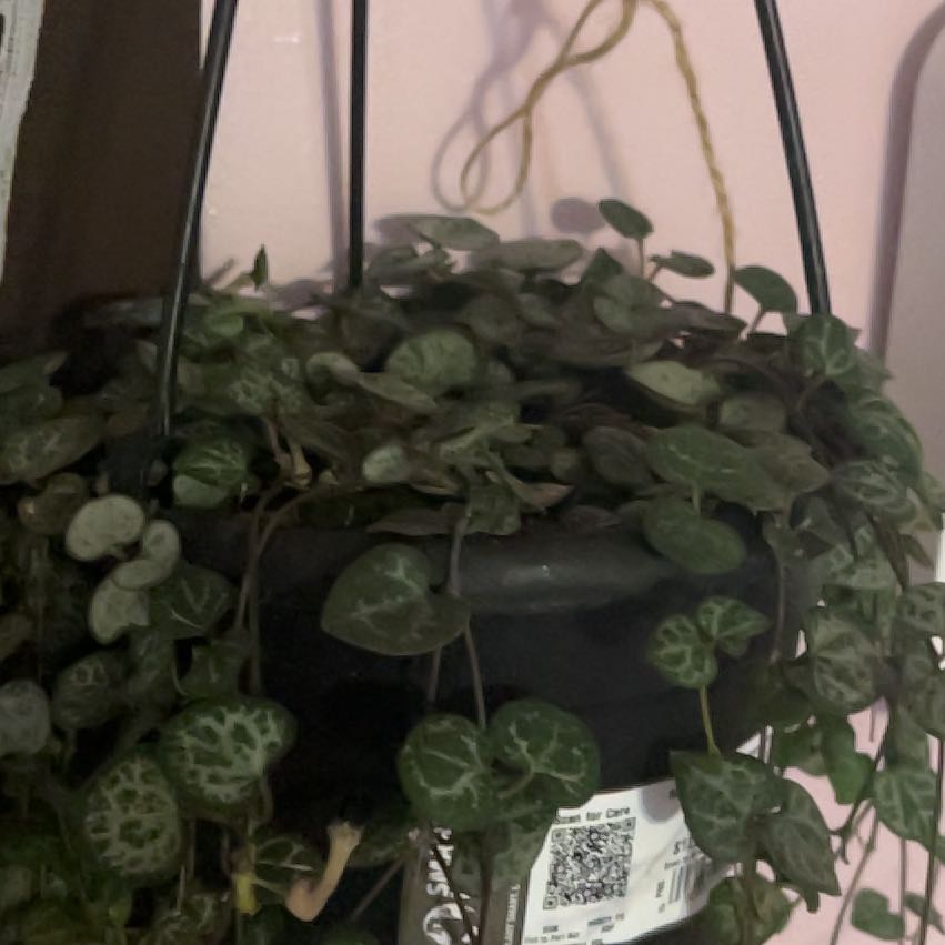 Photo of the plant species String of Hearts, varigated by @BraveBlusher39 named Veri on Greg, the plant care app