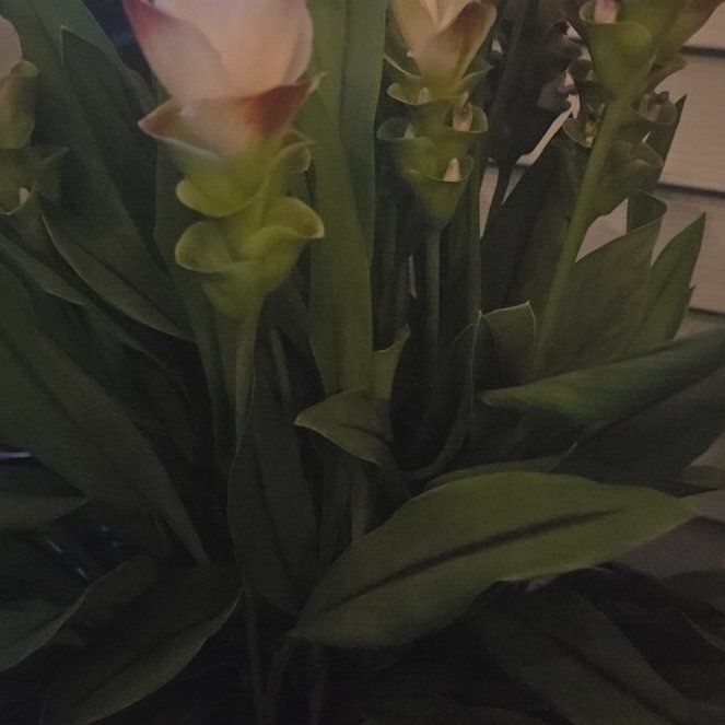 Photo of the plant species Flowering Ginger by @FabSweetleaf10 named Stella on Greg, the plant care app