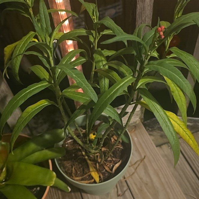 Photo of the plant species Scarlet Milkweed by @FabSweetleaf10 named Wall-E on Greg, the plant care app
