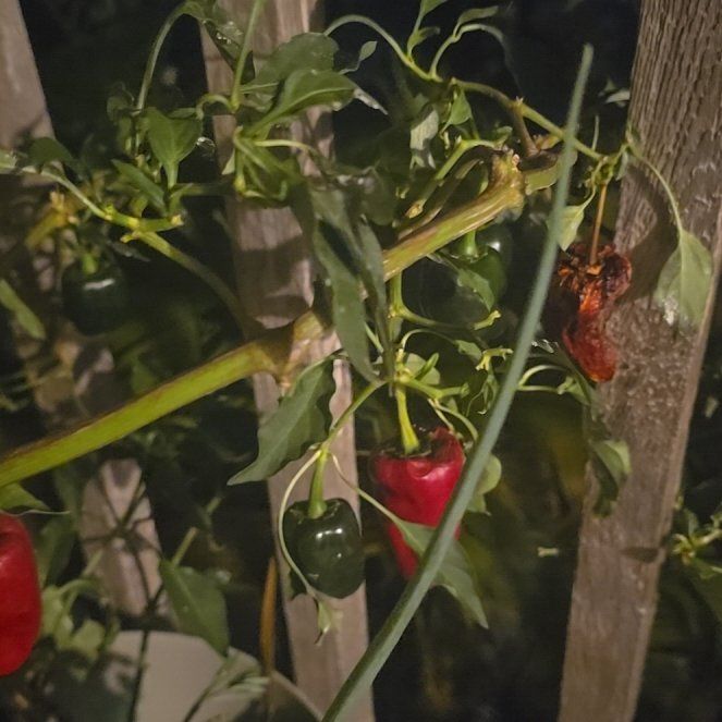 Photo of the plant species Poblano Pepper by @FabSweetleaf10 named Maya on Greg, the plant care app