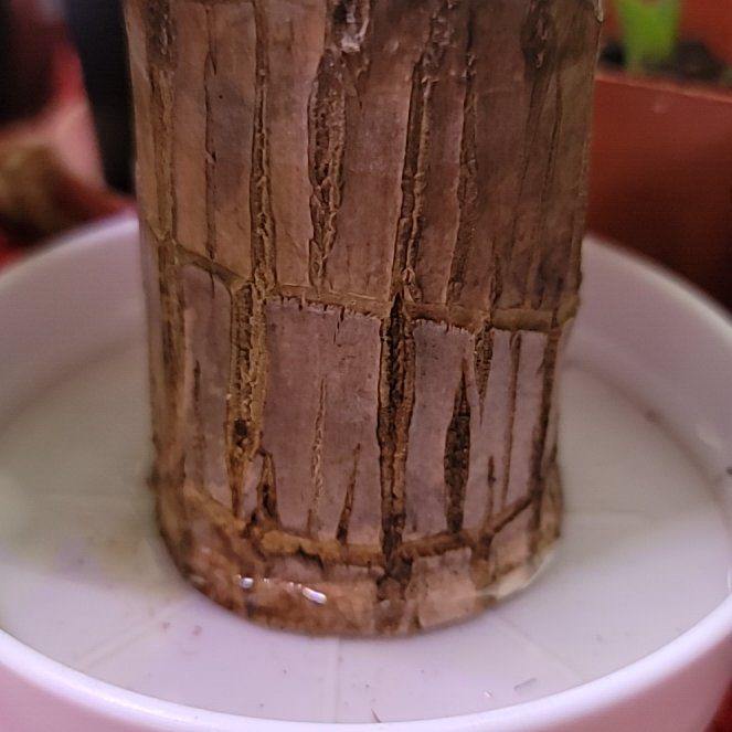 Photo of the plant species Lucky wood plant by @BrawnyPalqui7 named Peter Parker on Greg, the plant care app