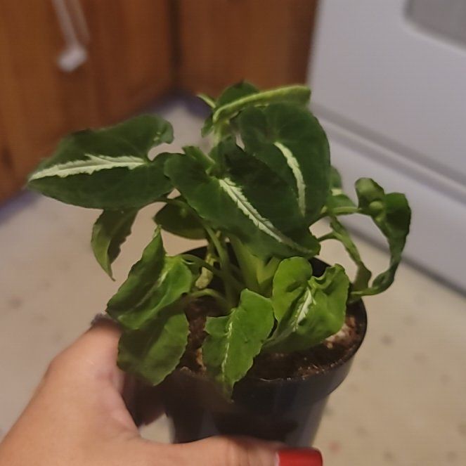 Photo of the plant species Arrowhead Vine by @BrawnyPalqui7 named Shakira on Greg, the plant care app