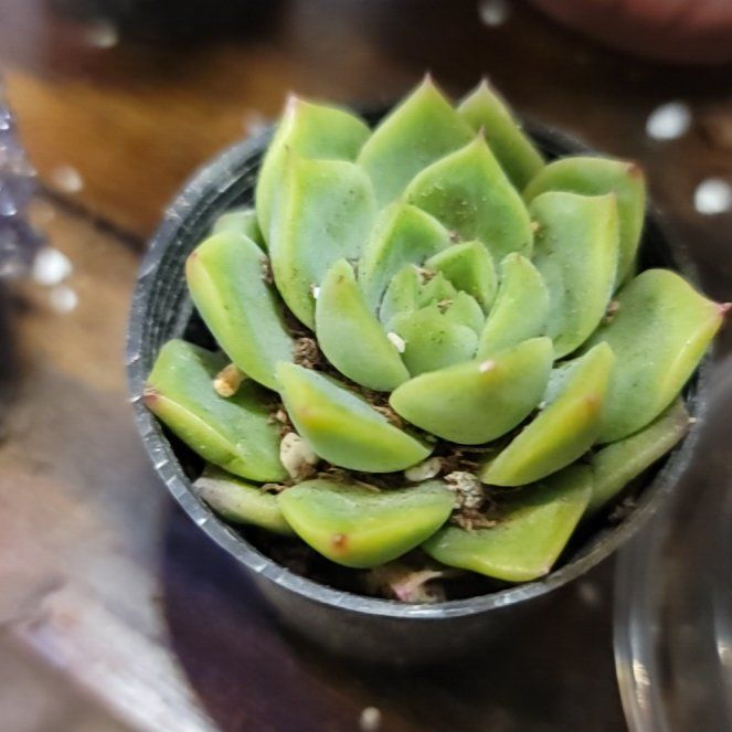 Photo of the plant species Echeveria Whitening by @BrawnyPalqui7 named Kardashian on Greg, the plant care app