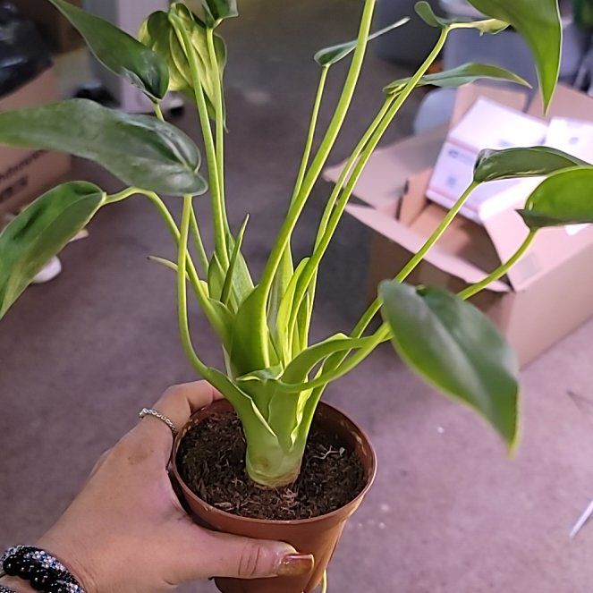 Photo of the plant species Cunjevoi by @BrawnyPalqui7 named Delilah on Greg, the plant care app