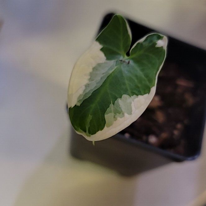 Photo of the plant species Mickey Mouse Alocasia by @BrawnyPalqui7 named Prince on Greg, the plant care app