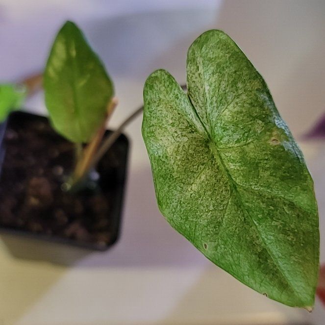 Photo of the plant species Alocasia macrorrhiza 'Camouflage' by @BrawnyPalqui7 named Keanu Leaves on Greg, the plant care app