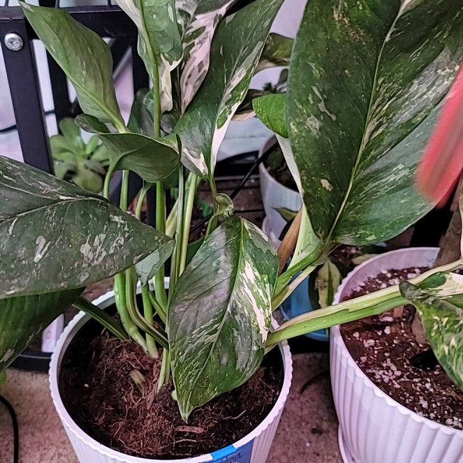 Photo of the plant species Monstera lechleriana by @BrawnyPalqui7 named Hemingway on Greg, the plant care app