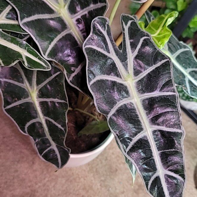 Photo of the plant species Alocasia by @BrawnyPalqui7 named Terra on Greg, the plant care app