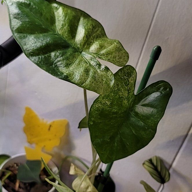 Photo of the plant species Alocasia macrorrhiza 'Camouflage' by @BrawnyPalqui7 named Willow on Greg, the plant care app