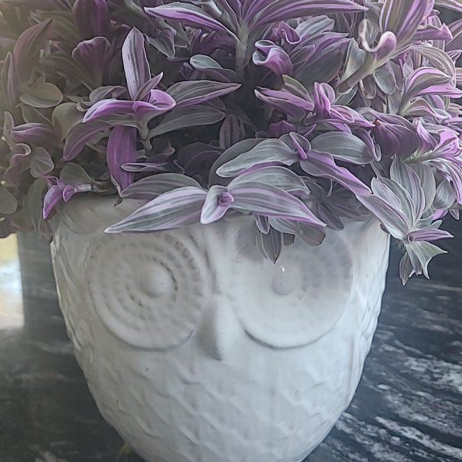 Photo of the plant species Tradescantia Feeling Flirty by @YourPalBarb named Grandmother Flirt on Greg, the plant care app