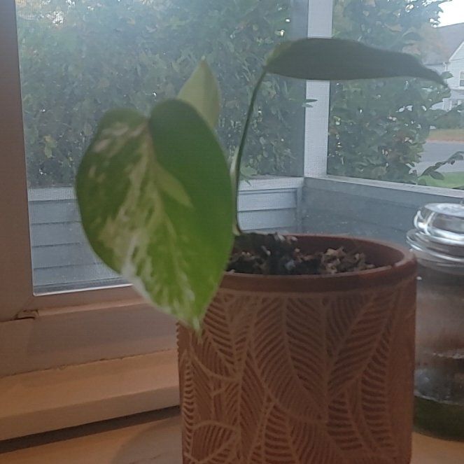 Photo of the plant species Monstera 'Albo Borsigiana' by @YourPalBarb named Spot on Greg, the plant care app