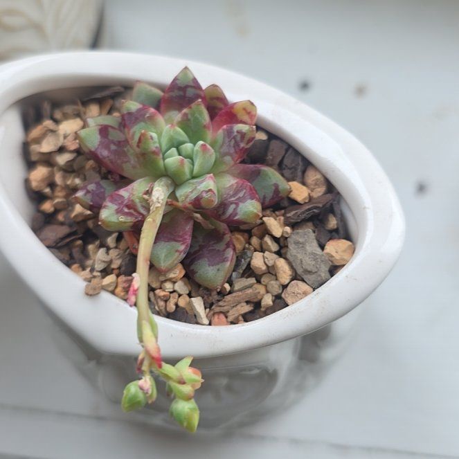Photo of the plant species Echeveria 'Red Swan' by @YourPalBarb named Bella on Greg, the plant care app